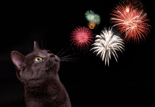 Tiere gegen Feuerwerk: Eine Zeichnung zum Thema Angst und Mut