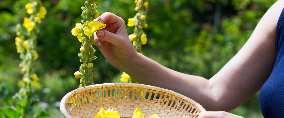 Gratis-Webinar mit Fräulein Grün: Detox-Kräuterkur im Frühling - Entgiften & Entschlacken mit Heilpflanzen