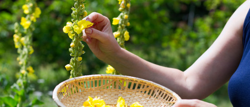 Gratis-Webinar mit Fräulein Grün: Detox-Kräuterkur im Frühling - Entgiften & Entschlacken mit Heilpflanzen