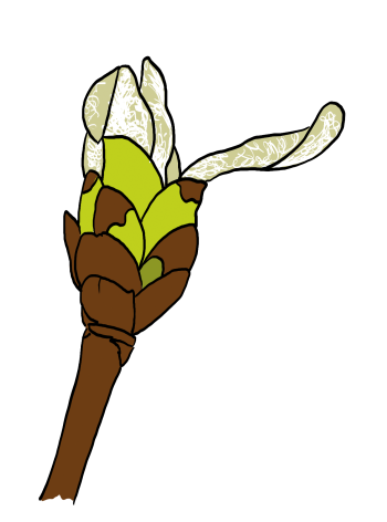 Chestnut Bud