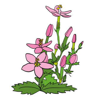 Centaury