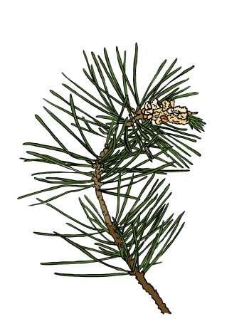 Pine