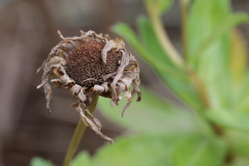 Dry plant